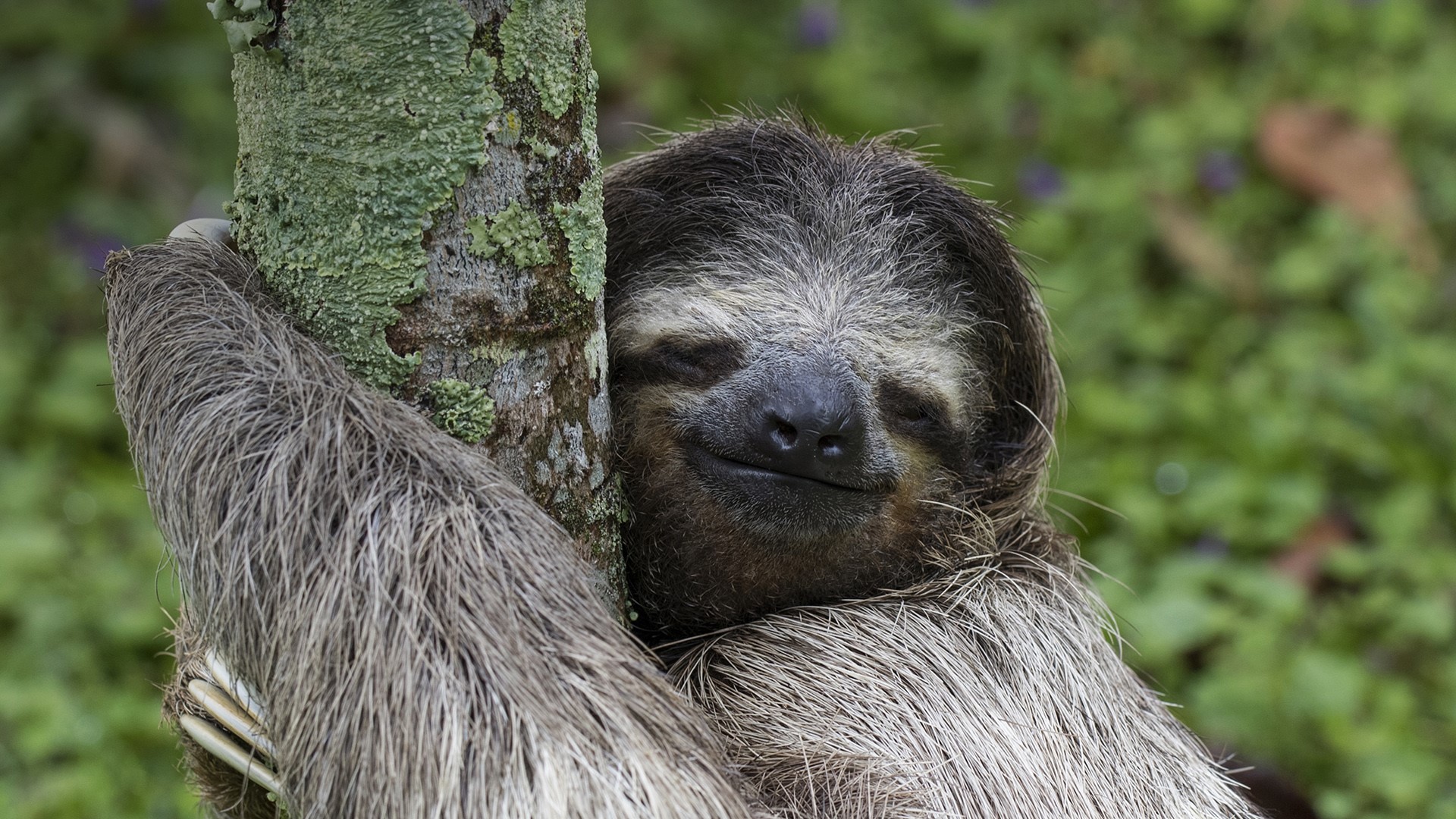 A cute sloth